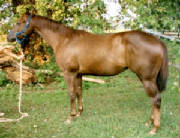 bisquit1.jpg